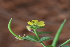 Cleome viscosa